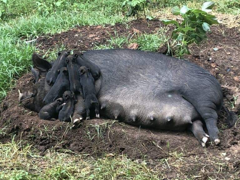 Sue and her piggies